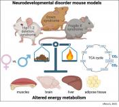 Three different mouse models have unique, sex-specific metabolic signatures