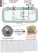 How tuberculosis pathogen releases its toxin?