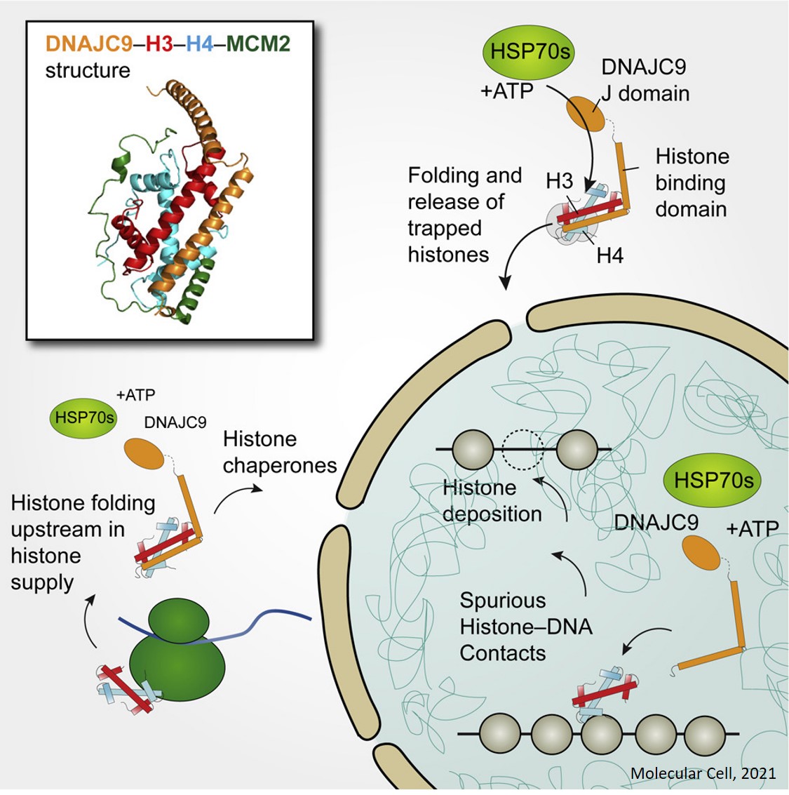 Histone chaperones and molecular chaperones combine to protect histone proteins on route to chromatin