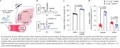 Behavioral effects of ethanol intoxication linked to acetaldehyde metabolism in brain