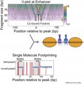 How transcription factors work together in cancer formation