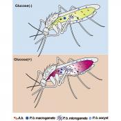 Glucose increases gut microbes in mosquitoes and help carry malaria parasite