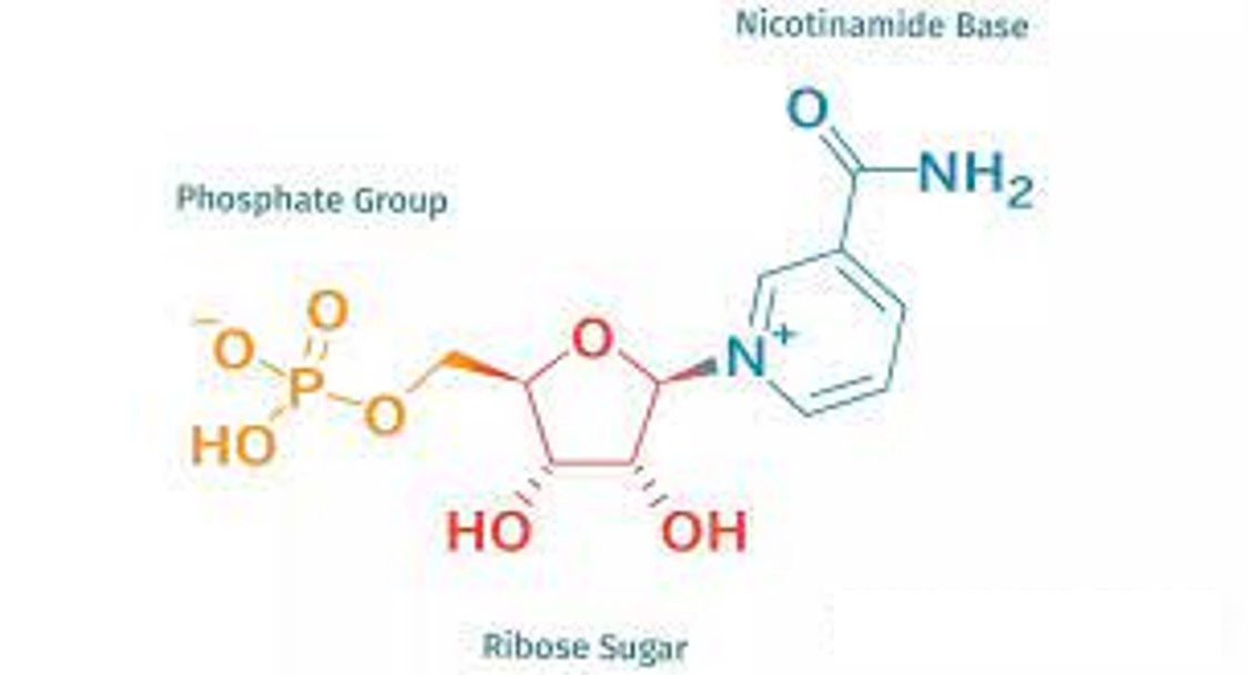 Anti-aging compound, NMN, improves muscle insulin sensitivity in prediabetic women 