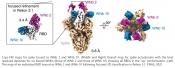 Nanobodies inhibit SARS-CoV-2 infection