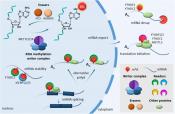 Small molecule inhibition of METTL3 as a strategy against myeloid leukaemia