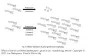 Cholestenone shows antibiotic properties against H. pylori