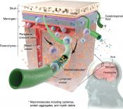 Meningeal lymphatics affect microglia responses and anti-A&#946; immunotherapy