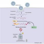 How SARS-CoV-2 hijacks human cells to evade immune system