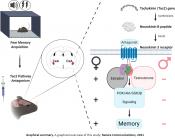 Sex differences in fear memory consolidation via Tac2 signaling 