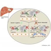 New role for anti-fungal protein in liver cancer