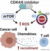Immune therapy effectiveness for recurrent breast cancer improved by CDK inhibitors