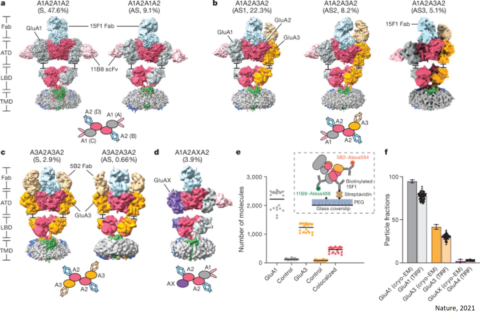 Structure of hippocampal AMPA receptor assemblies involved in memory and learning 