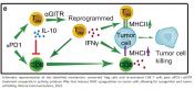 Reprogramming regulatory T cells in the brain to stop glioblastoma 