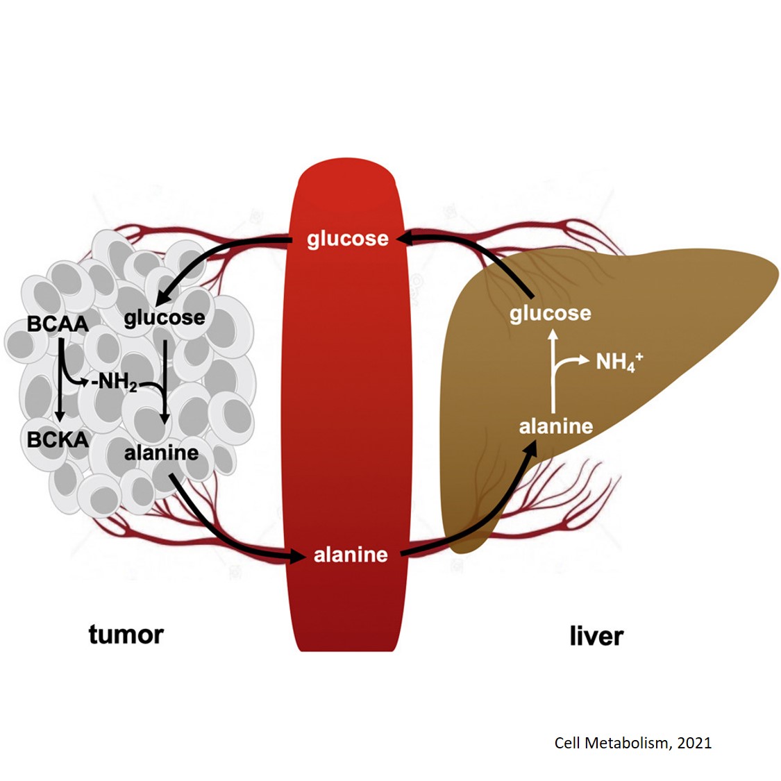 Alanine cycling between melanoma and liver
