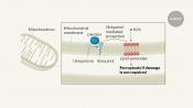 Suppressing tumor growth by inducing ferroptosis via modulating mitochondrial enzyme