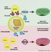 Maintaining peroxisome-mitochondria energy interplay by lipid kinases in cancer