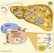 How activation of certain immune cells causes liver damage in obesity