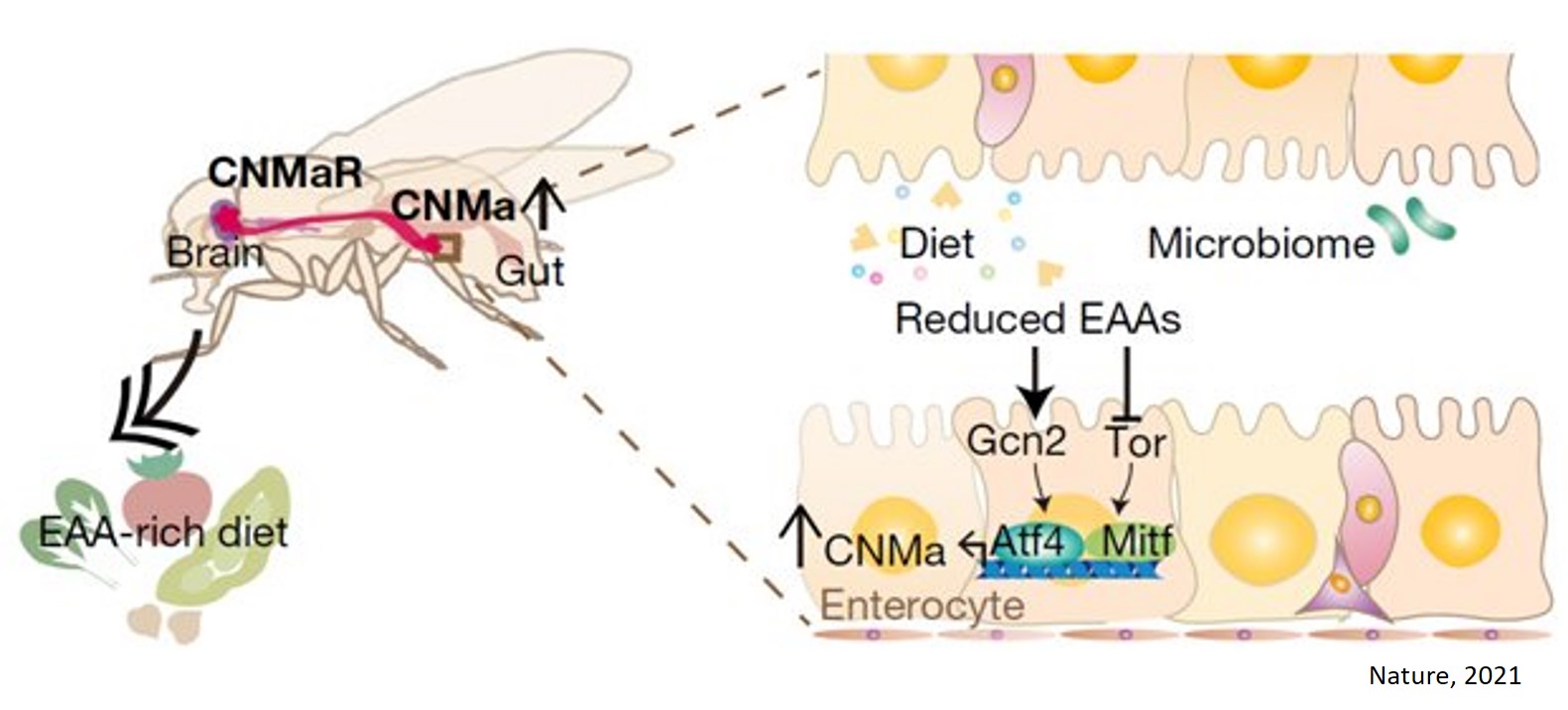 The microbiome-gut-brain axis triggers craving for more proteins 