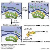 Amyloid beta generation at the mitochondria-associated endoplasmic reticulum membranes