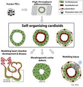 Cardioids from stem cells 