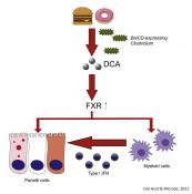 Western diet damages immune cells in digestive tracts