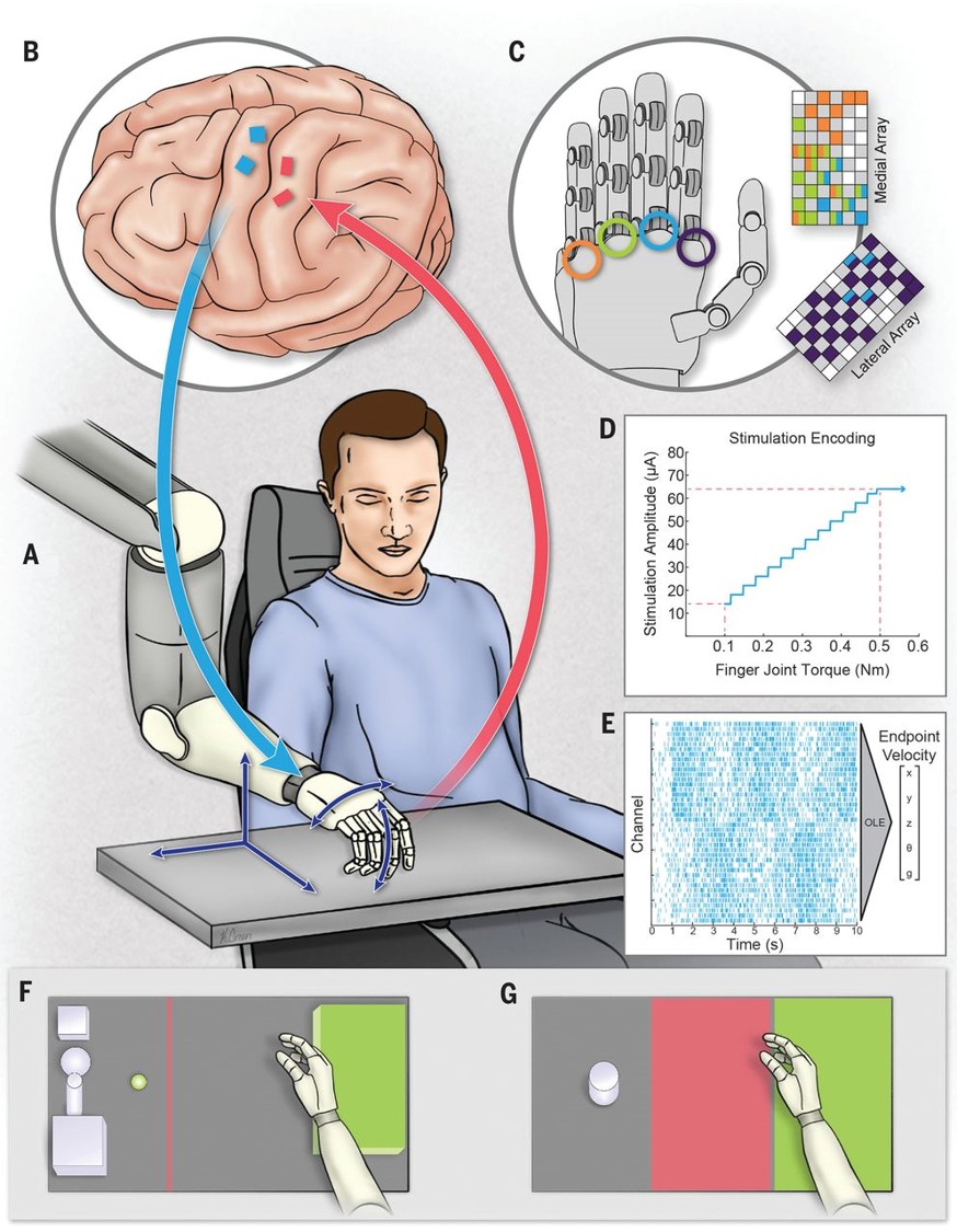 Brain-computer interface with artificial tactile feedback improves robotic arm control