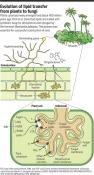 Symbiotic transfer of lipids between plant-fungi led to origin of terrestrial vegetation