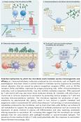 Gut microbiota role in vaccination immunity