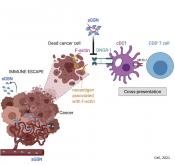 Tumors secrete a protein to evade immune cells