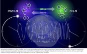 Reversible modulation of circadian time with chronophotopharmacology