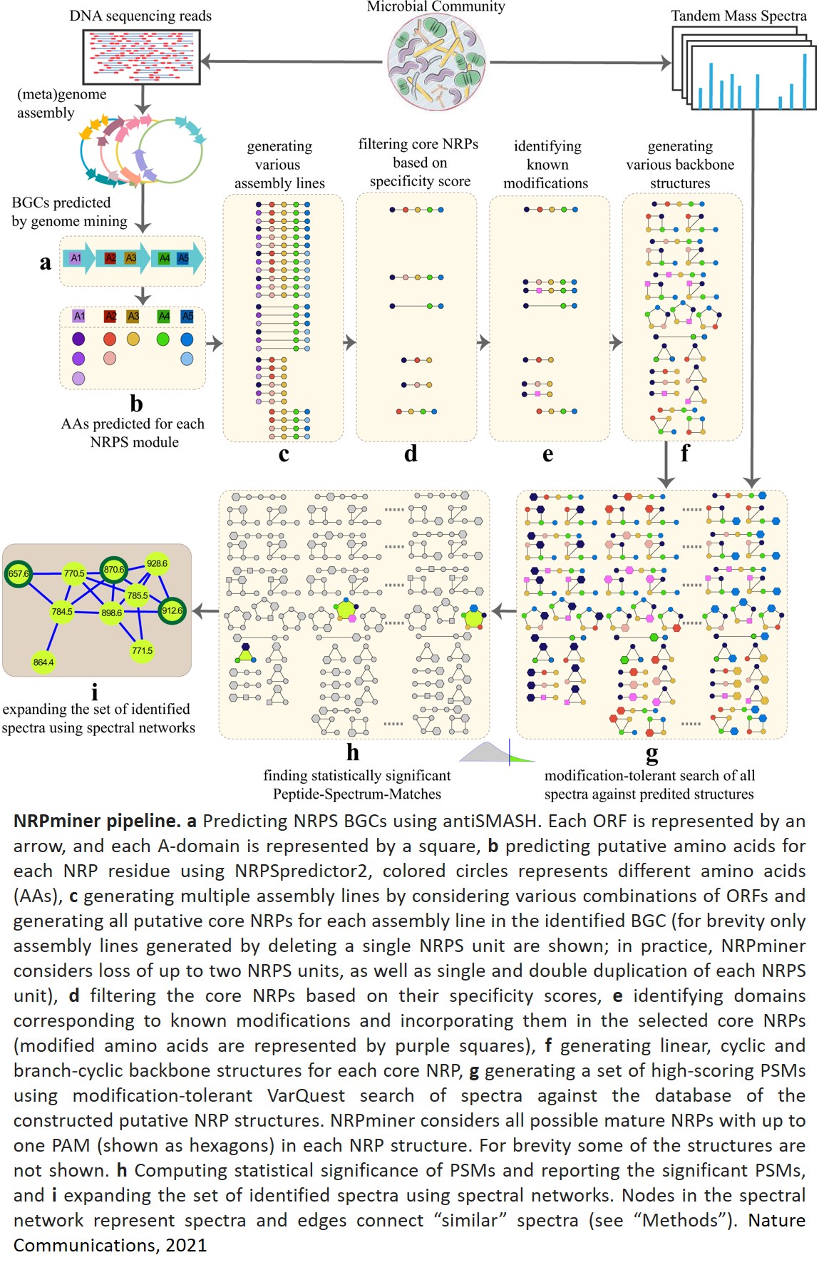 Genomics, metabolomics and machine learning to identify natural product drugs