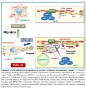 The mechanism of immune cell migration