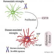 Microglial senescence contributes to Alzheimer&#039;s pathology