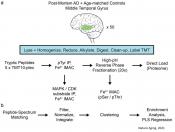 Dysregulated kinase networks in Alzheimer&#039;s disease
