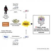 Link between gut microbes and stroke severity
