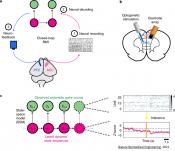 Implantable brain device relieves pain in early study