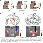 Mechanisms controlling executive functions of the primate brain