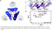 Mechanisms of increased infectivity, antibody resistance of SARS-CoV-2 variants