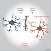 Microglia sculpt inhibitory GABA neurons to regulate brain wiring