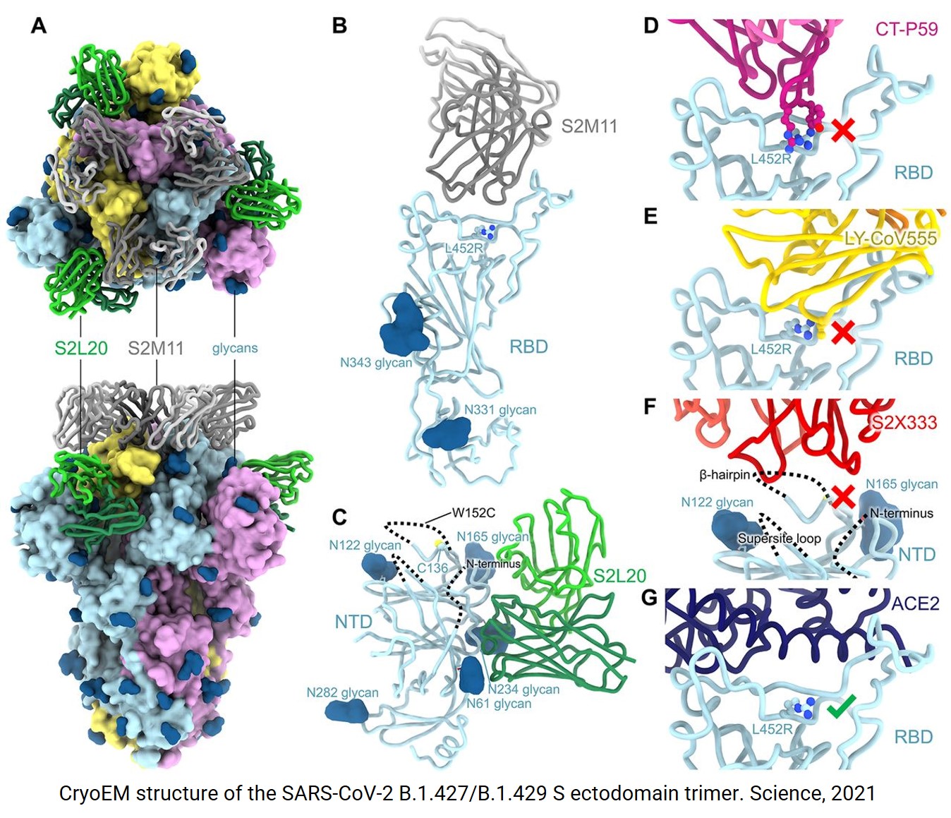 Mechanism behind loss of antibody neutralization against epsilon coronavirus variant 