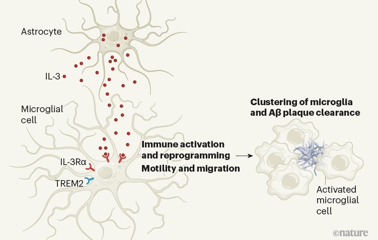 Astrocytic interleukin-3 programs microglia and limits Alzheimer&#039;s disease