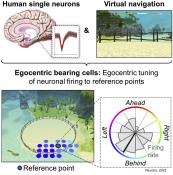 A neural code for egocentric spatial maps in the human medial temporal lobe