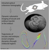 Journey of the egg and the embryo through the fallopian tube captured in 3D