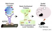 Molecular motor in regulating memory 