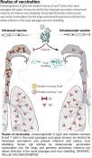 A case for intranasal COVID-19 vaccinations