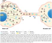 Lysosomal hub propagating Parkinson&#039;s pathology