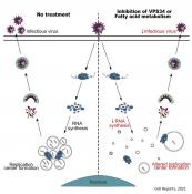 Inhibitors of VPS34 and fatty-acid metabolism suppress SARS-CoV-2 replication