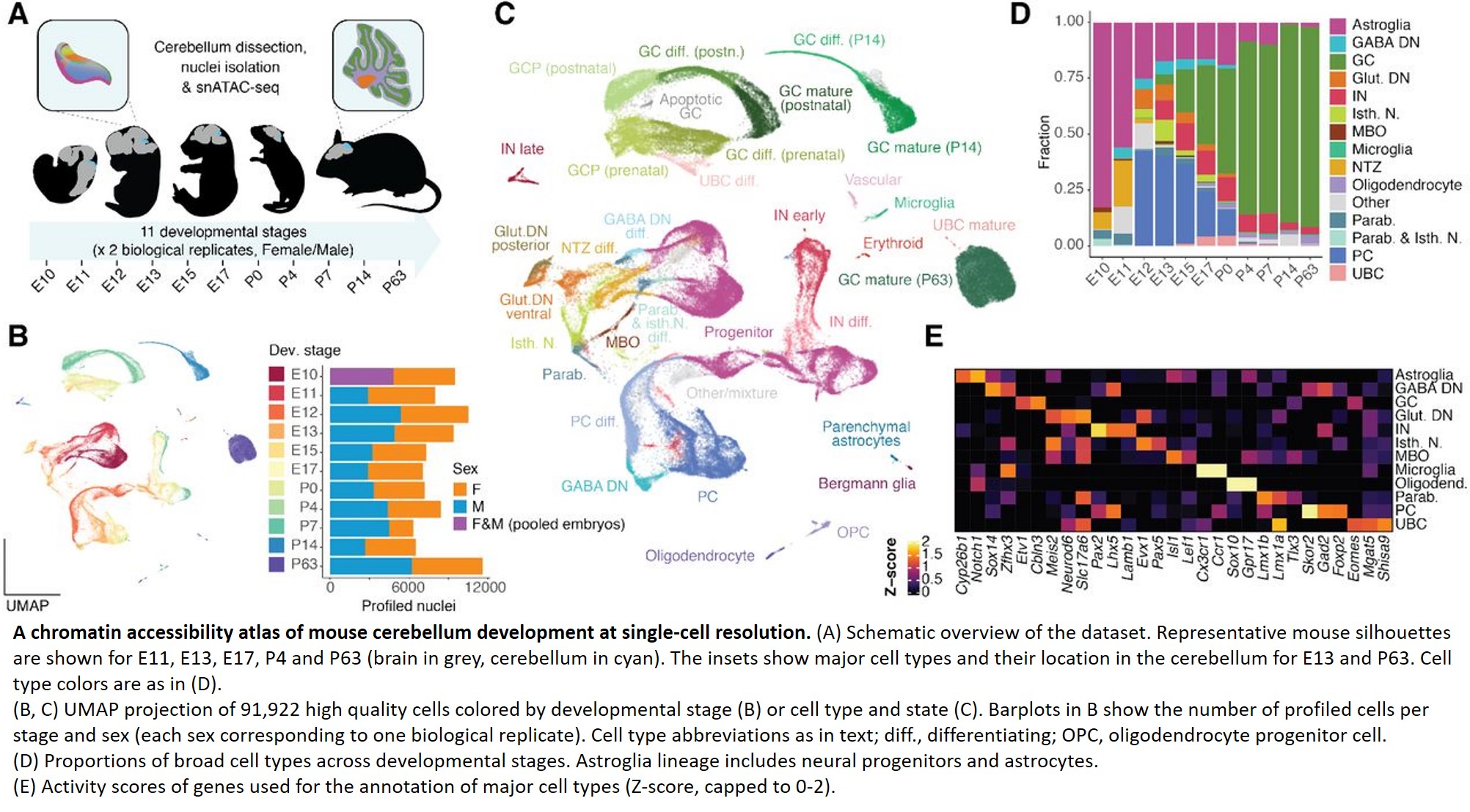 The regulatory landscape of cells in the developing mouse cerebellum