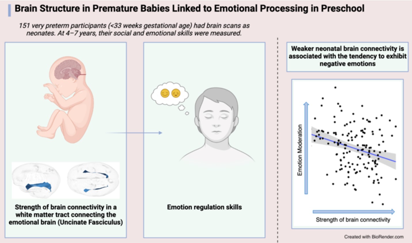 Brain structure in premature babies linked to emotional processing in preschool