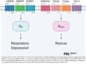 Neural basis of opioid-induced respiratory depression and its rescue